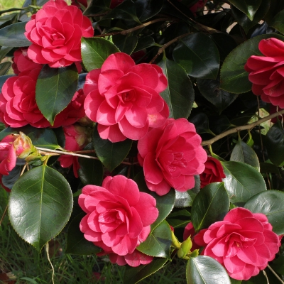 Picture of Global Pink Camellia Seeds- 20 Pcs  seeds