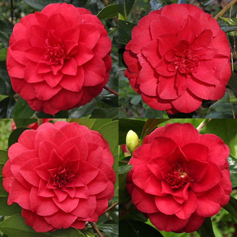 Picture of Global Pink Camellia Seeds- 20 Pcs  seeds