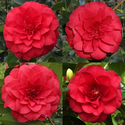 Picture of Global Pink Camellia Seeds- 20 Pcs  seeds