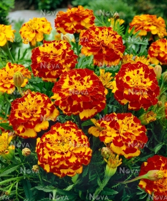 Picture of Marigold Yellow/Red Seeds -20 pcs seeds~ Imported
