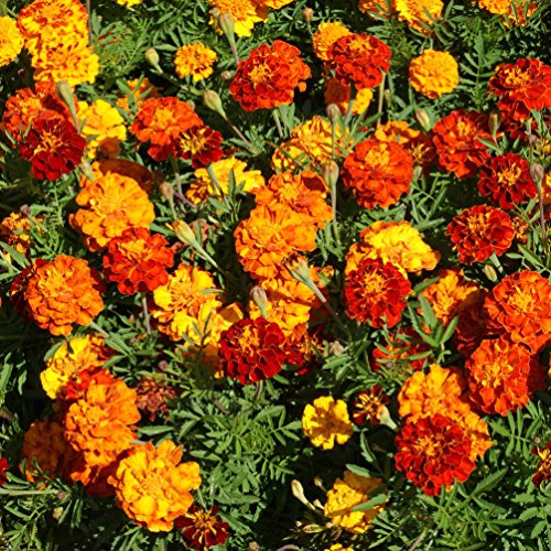 Picture of Marigold Yellow/Red Seeds -20 pcs seeds~ Imported
