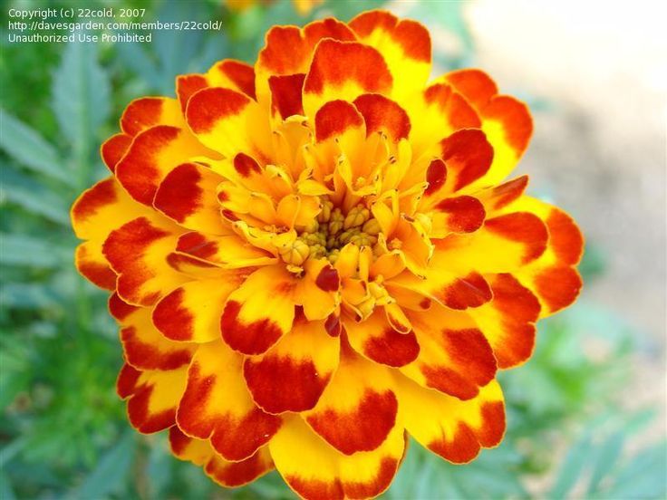 Picture of Marigold Yellow/Red Seeds -20 pcs seeds~ Imported
