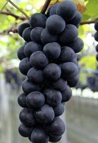 Picture of 20 pcs Seeds/bag Rare finger grape plants,Advanced fruit Natural growth grapes Delicious bonsai potted planti for home garden