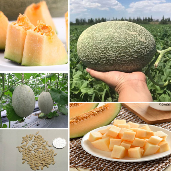 Picture of Bali Shi Textured Organic Vegetable Bonsais Sweet Bonsais- 15Pcs Seeds