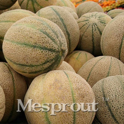 Picture of Bali Shi Textured Organic Vegetable Bonsais Sweet Bonsais- 15Pcs Seeds