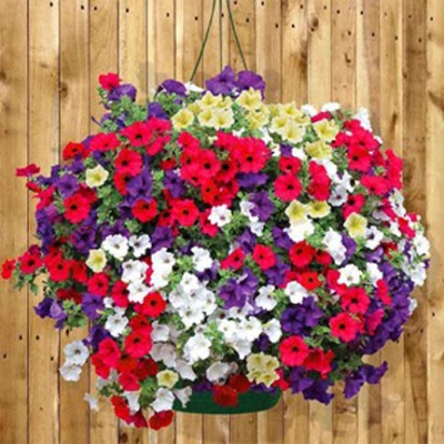 Picture of ~Egrow 25Pcs/Bag Petunia Seeds Bonsai Seeds Rare Variety Hardy Lasting Balcony Yard Flowers-20Pcs Seeds  Product Type:Bonsai