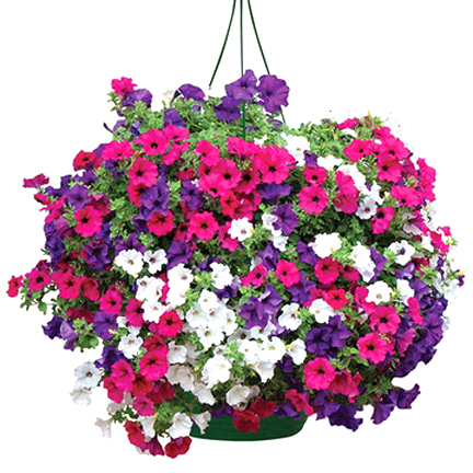 Picture of ~Egrow 25Pcs/Bag Petunia Seeds Bonsai Seeds Rare Variety Hardy Lasting Balcony Yard Flowers-20Pcs Seeds  Product Type:Bonsai