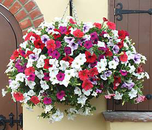 Picture of ~Egrow 25Pcs/Bag Petunia Seeds Bonsai Seeds Rare Variety Hardy Lasting Balcony Yard Flowers-20Pcs Seeds  Product Type:Bonsai