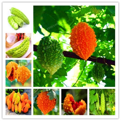 Picture of Gold Bell Bonsai Rare Balsam Pear Plant Bitter Gourd Melon Momordica Charantia~ Vegetable And Fruit For Home Garden- 10Pcs seeds