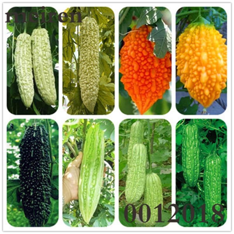 Picture of Gold Bell Bonsai Rare Balsam Pear Plant Bitter Gourd Melon Momordica Charantia~ Vegetable And Fruit For Home Garden- 10Pcs seeds