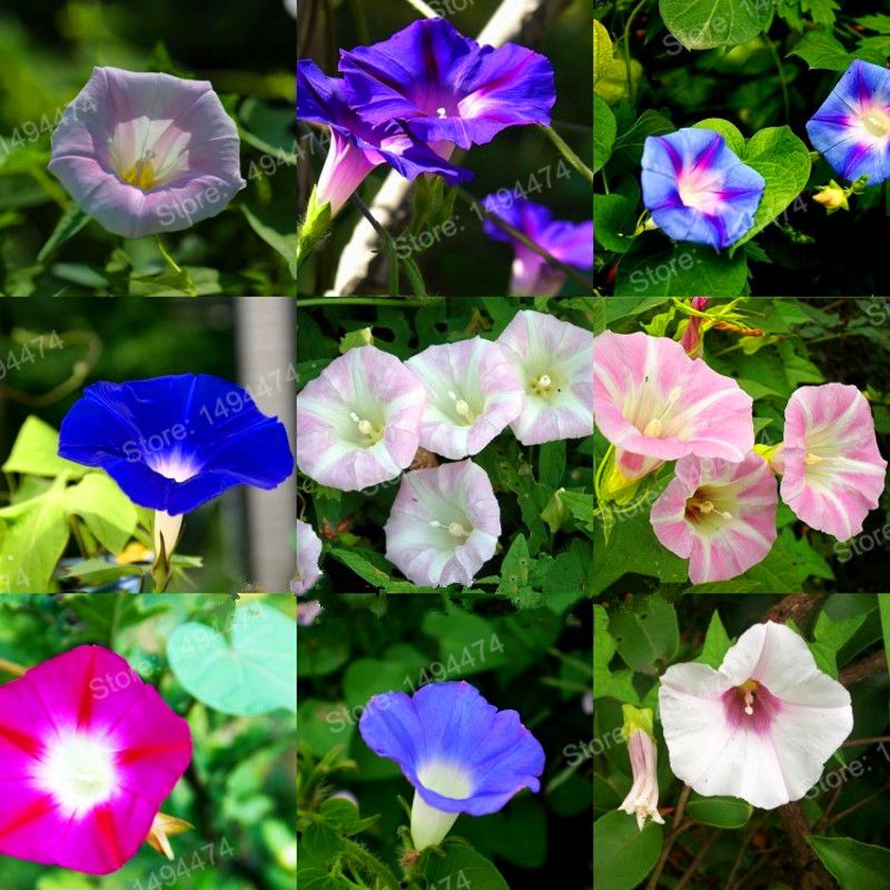 Picture of Beautiful Morning Glory of mixed color 15pcs seeds
