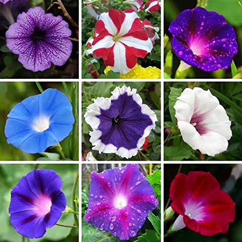 Picture of Beautiful Morning Glory of mixed color 15pcs seeds