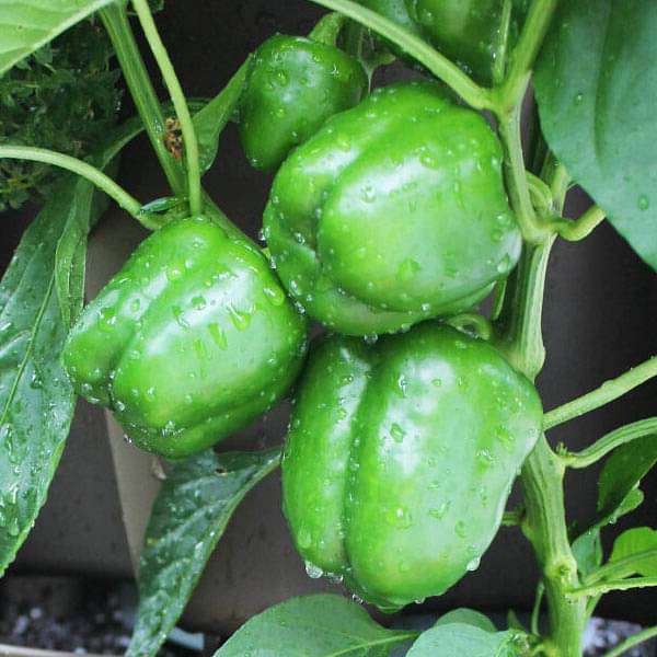 Picture of organic Green Sweet Bell Green Bonsai Vegetable Seeds- 10 pcs seeds