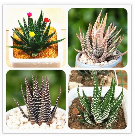 Picture of 10 Pcs haworthia Succulent Bonsai Tree Seeds (Global Seeds)
