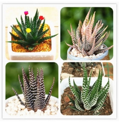 Picture of 10 Pcs haworthia Succulent Bonsai Tree Seeds (Global Seeds)