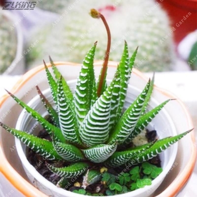 Picture of 10 Pcs haworthia Succulent Bonsai Tree Seeds (Global Seeds)