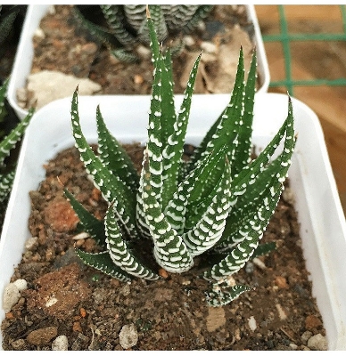 Picture of 10 Pcs haworthia Succulent Bonsai Tree Seeds (Global Seeds)