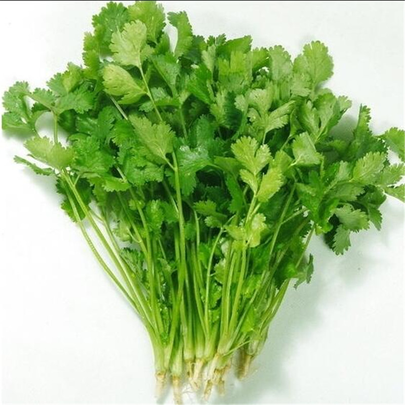 Picture of Summer Virgo Annual Terrace Potted Vegetable Thai Anti-Heat Parsley Bonsai Seasons Garden Coriander 50Pcs Seeds