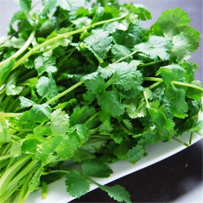 Picture of Summer Virgo Annual Terrace Potted Vegetable Thai Anti-Heat Parsley Bonsai Seasons Garden Coriander 50Pcs Seeds