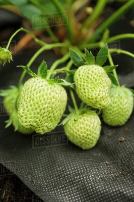 Picture of Green Strawberry Seeds Garden Fruit Seeds Heirloom Super Strawberry Garden Seeds- 30Pcs seeds