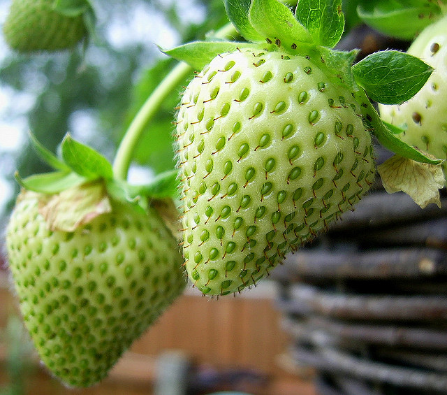 Picture of Green Strawberry Seeds Garden Fruit Seeds Heirloom Super Strawberry Garden Seeds- 30Pcs seeds