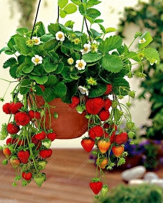 Picture of 25Pcs Red Strawberry Climbing Strawberry Four Season Fruits-25Pcs Seeds