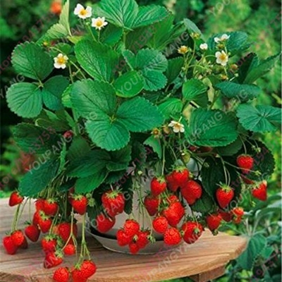 Picture of 25Pcs Red Strawberry Climbing Strawberry Four Season Fruits-25Pcs Seeds