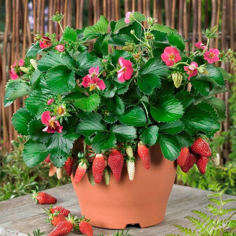 Picture of 25Pcs Red Strawberry Climbing Strawberry Four Season Fruits-25Pcs Seeds
