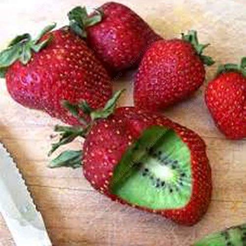Picture of 25Pcs Red Strawberry Climbing Strawberry Four Season Fruits-25Pcs Seeds