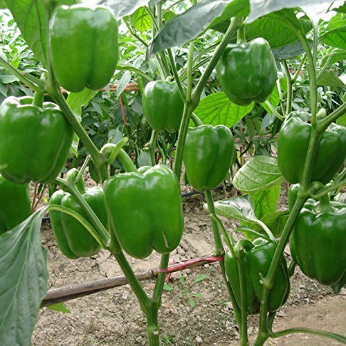 Picture of Green Sweet Bell Green Bonsai Vegetable Seeds- 15 pcs seeds