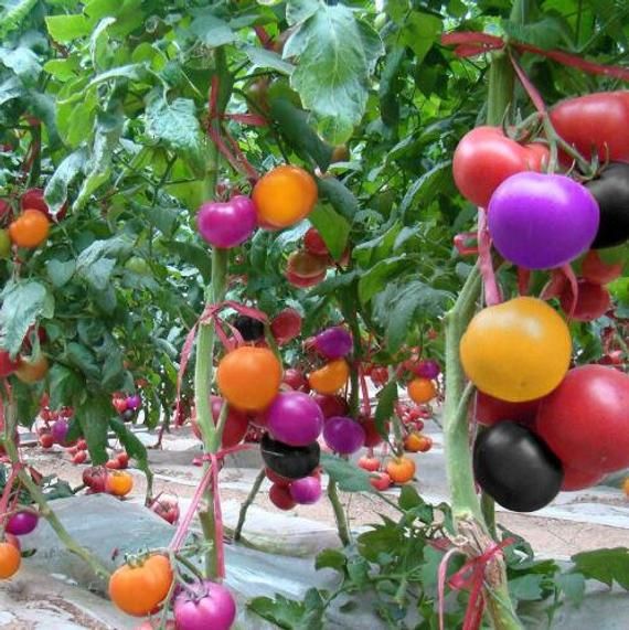 Picture of 30Pcs Bonsai Pearl Tomato Bonsai Mini Cherry Potted Sweet Fruit Vegetable Organic Fresh- 30Pcs Seeds