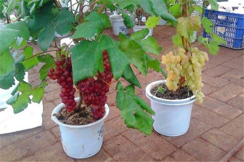 Picture of 15 Pcs Red Pearl Raisin Fruit seeds Bonsai Orchard Sweet Grape seeds Farm Outdoor Bonsai Plants Potted for Home Garden Supplies-15Pcs Seeds
