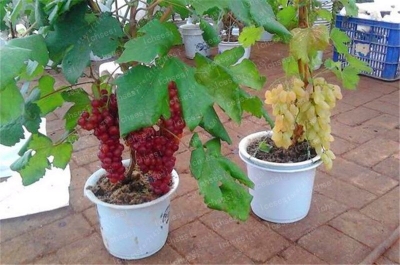Picture of 15 Pcs Red Pearl Raisin Fruit seeds Bonsai Orchard Sweet Grape seeds Farm Outdoor Bonsai Plants Potted for Home Garden Supplies-15Pcs Seeds
