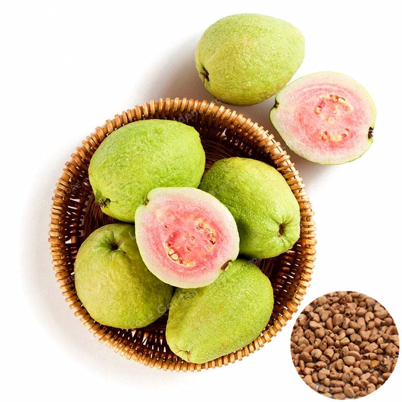 Picture of Guava Seeds Sweet Tropical Guava Seeds - 25 pcs