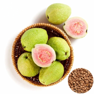 Picture of Guava Seeds Sweet Tropical Guava Seeds - 25 pcs