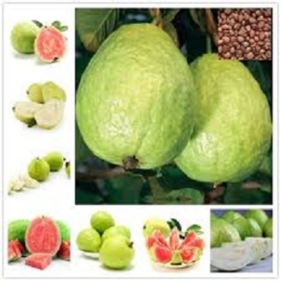 Picture of Guava Seeds Sweet Tropical Guava Seeds - 25 pcs