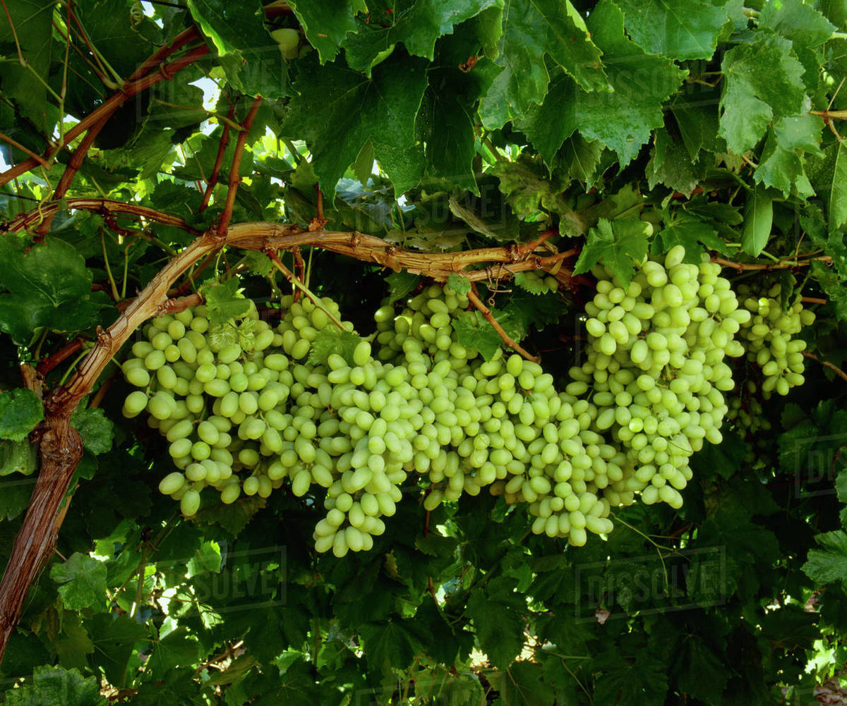 Picture of Egrow 20 Pcs/Pack Mixed Finger Grape Seed Garden Planting Potted Fruit Grapes Plant-20Pcs Seeds