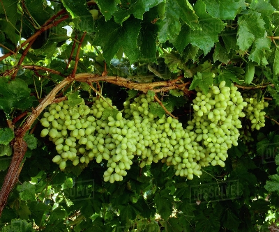 Picture of Egrow 20 Pcs/Pack Mixed Finger Grape Seed Garden Planting Potted Fruit Grapes Plant-20Pcs Seeds