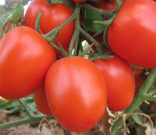 Picture of Tomato Seeds Bangladeshi - 20+pieces seeds