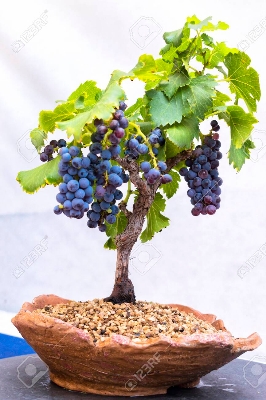 Picture of Miniature Grape Vine Bonsai - Patio Syrah - Vitis Vinifera - Houseplant - 20 Pcs Seeds