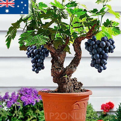 Picture of Miniature Grape Vine Bonsai - Patio Syrah - Vitis Vinifera - Houseplant - 20 Pcs Seeds