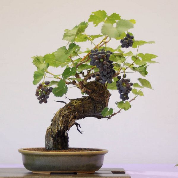 Picture of Miniature Grape Vine Bonsai - Patio Syrah - Vitis Vinifera - Houseplant - 20 Pcs Seeds