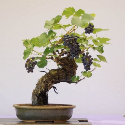 Picture of Miniature Grape Vine Bonsai - Patio Syrah - Vitis Vinifera - Houseplant - 20 Pcs Seeds
