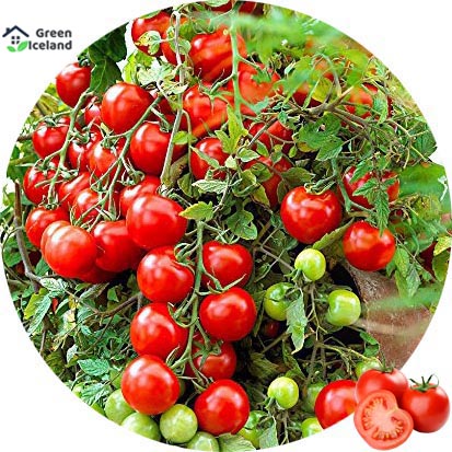 Picture of 20+Pcs Bonsai Pearl Tomato Bonsai Mini Cherry Potted Sweet Fruit Vegetable Organic Fresh- 20+Pcs seeds