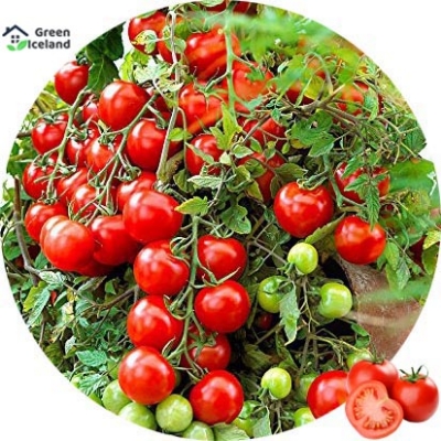 Picture of 20+Pcs Bonsai Pearl Tomato Bonsai Mini Cherry Potted Sweet Fruit Vegetable Organic Fresh- 20+Pcs seeds