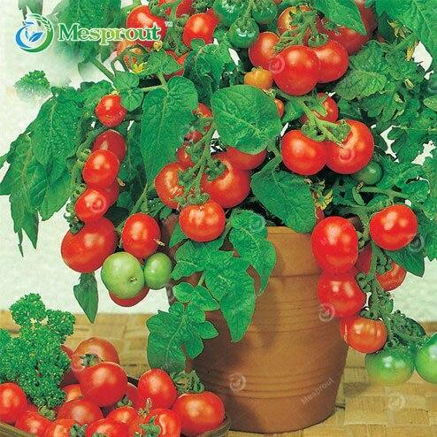 Picture of 20+Pcs Bonsai Pearl Tomato Bonsai Mini Cherry Potted Sweet Fruit Vegetable Organic Fresh- 20+Pcs seeds