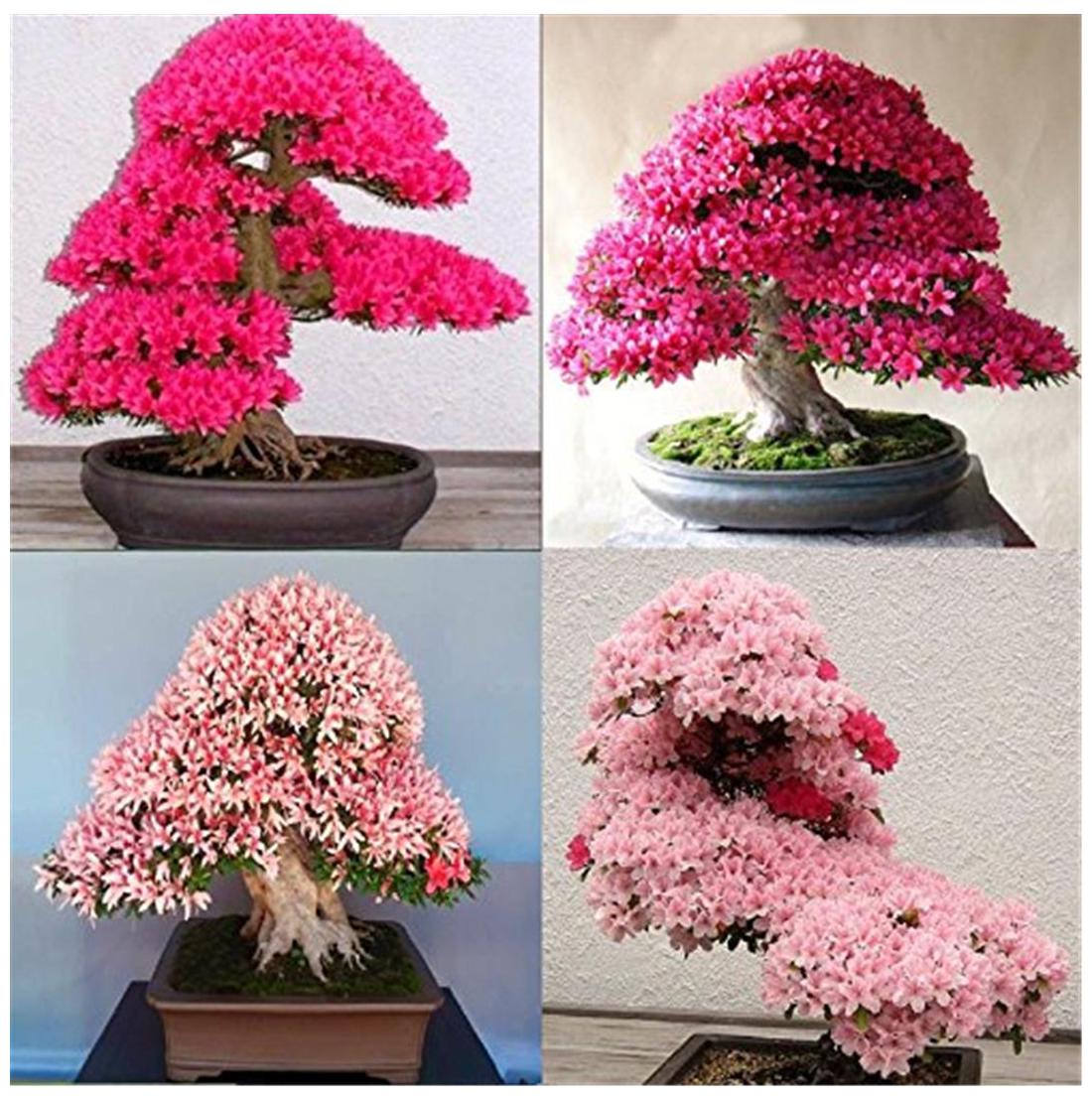 Picture of 5 Pcs Cerasus Sp. Plant Cherry Blossoms Perennial Seeds Only- 5Pcs Seeds