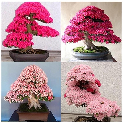 Picture of 5 Pcs Cerasus Sp. Plant Cherry Blossoms Perennial Seeds Only- 5Pcs Seeds