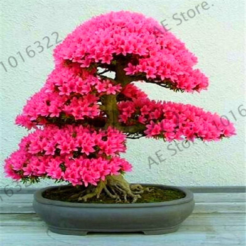 Picture of 5 Pcs Cerasus Sp. Plant Cherry Blossoms Perennial Seeds Only- 5Pcs Seeds