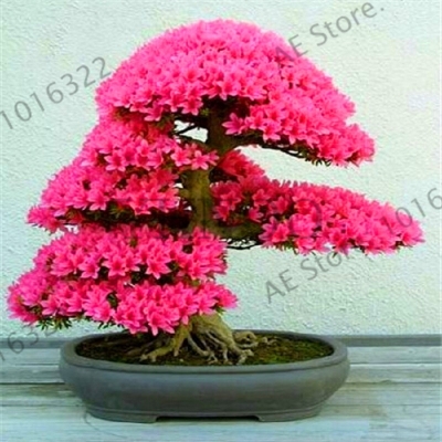 Picture of 5 Pcs Cerasus Sp. Plant Cherry Blossoms Perennial Seeds Only- 5Pcs Seeds